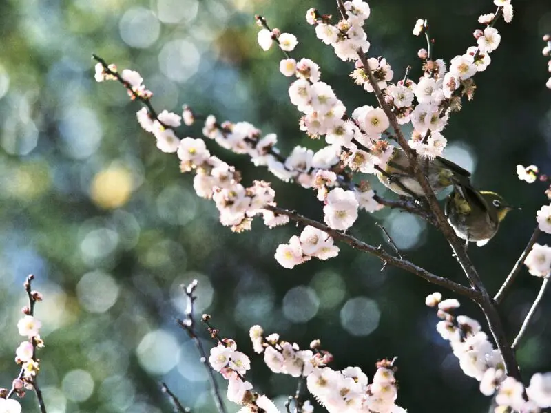 Nikon  AI Nikkor ED 180/2.8S 使用レビュー