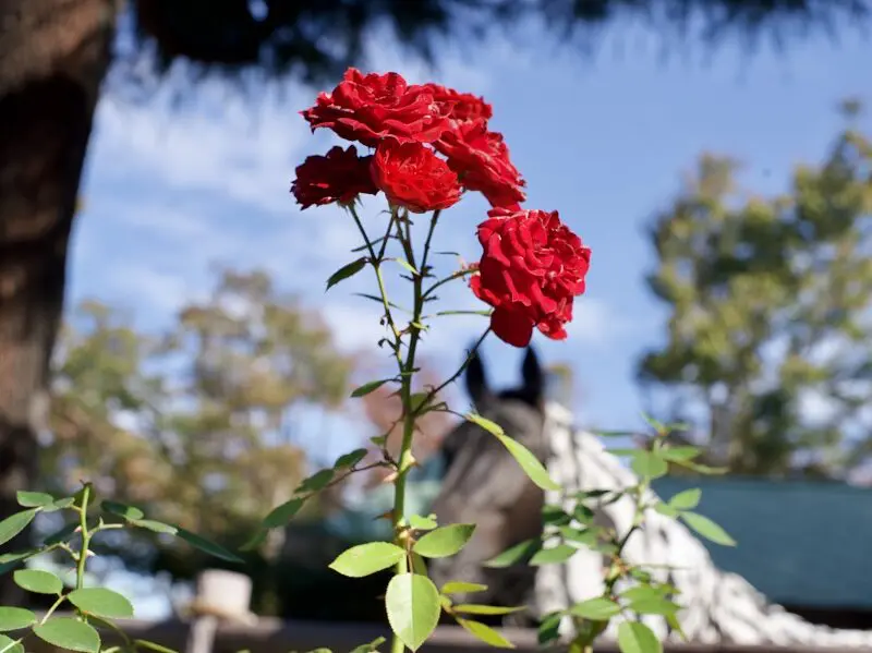 デジタルしか使ったことがないオールドレンズ超初心者がNikkor S-Auto 50mm F1.4を使ってみた