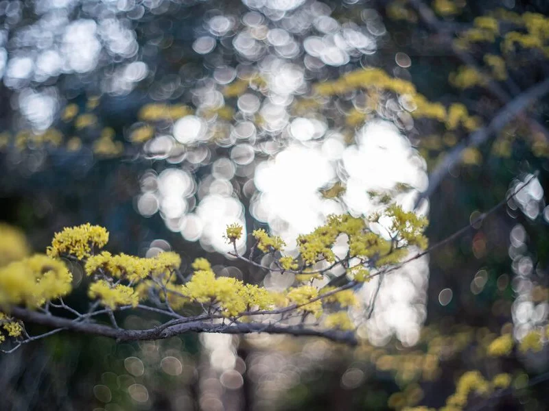 【唯一無二の玉ボケ＆滲み！！】Pentacon auto 50mm f1.8 使用レビュー